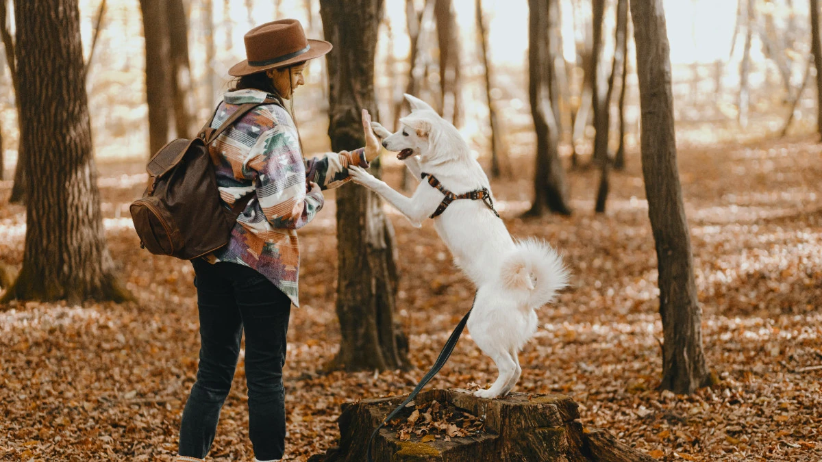  Hund im Wald, wandern 