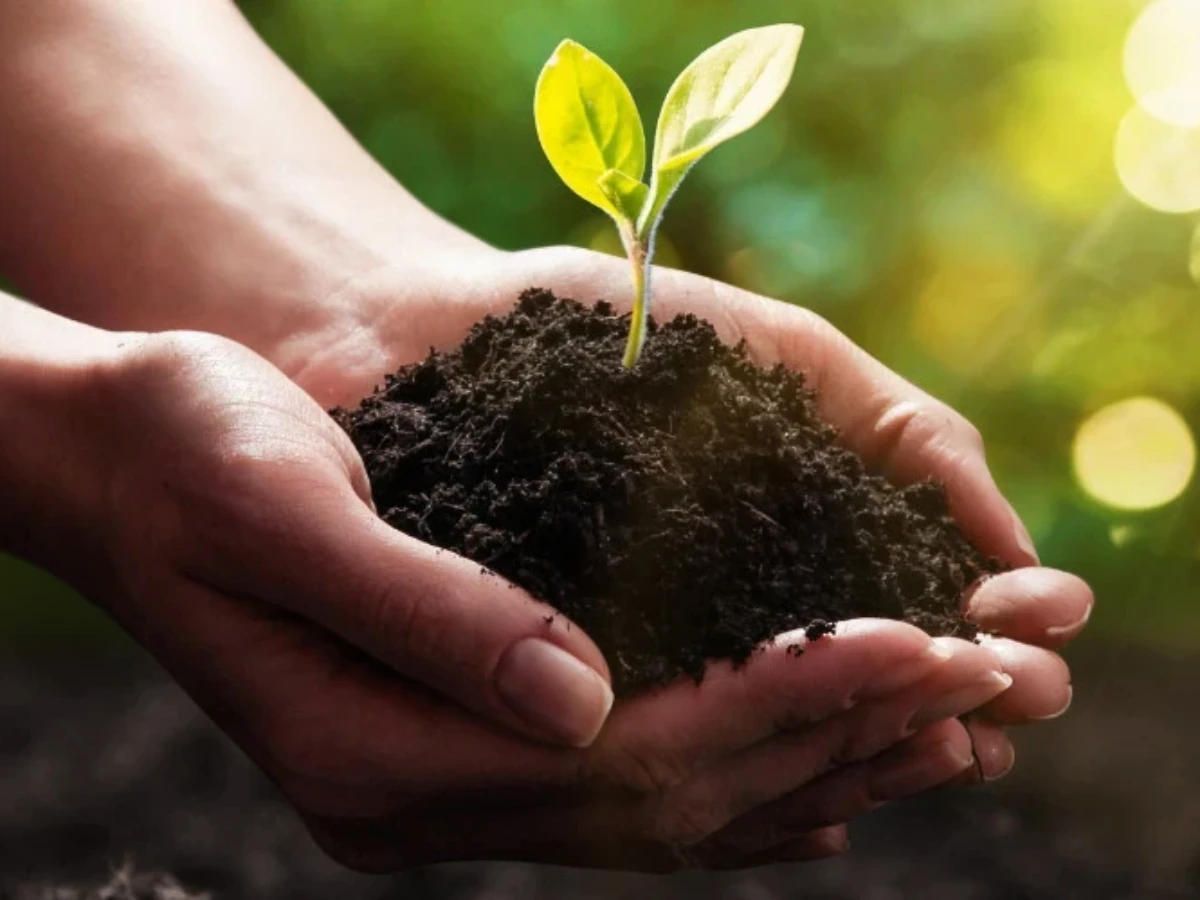  Pflanze in Händen. Ökologie-Konzept. Natur-Hintergrund 