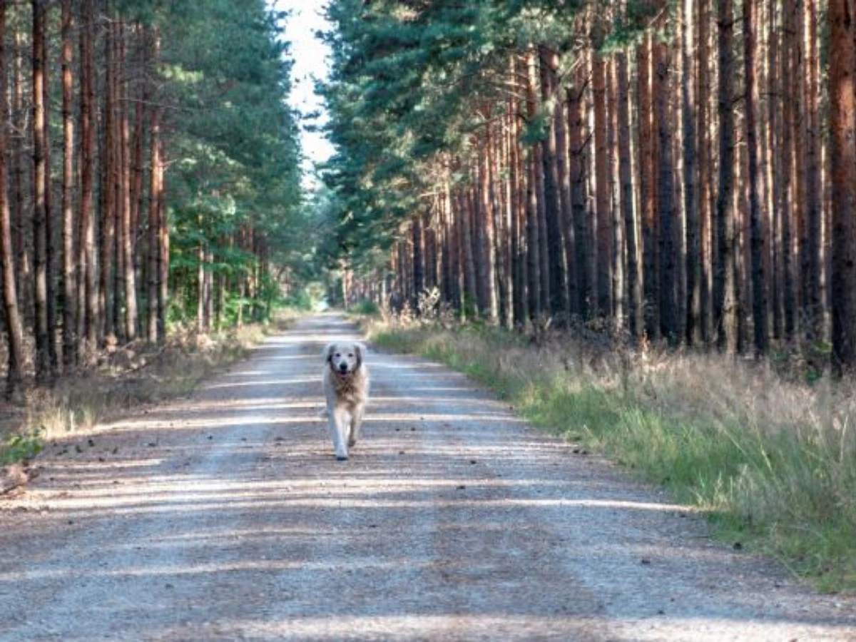  Hund beim Spazierengehen 