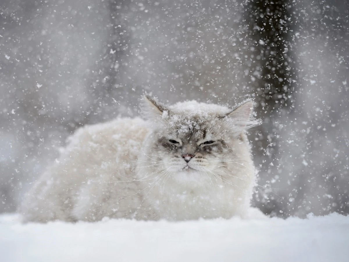  Katze in Winterlandschaft 